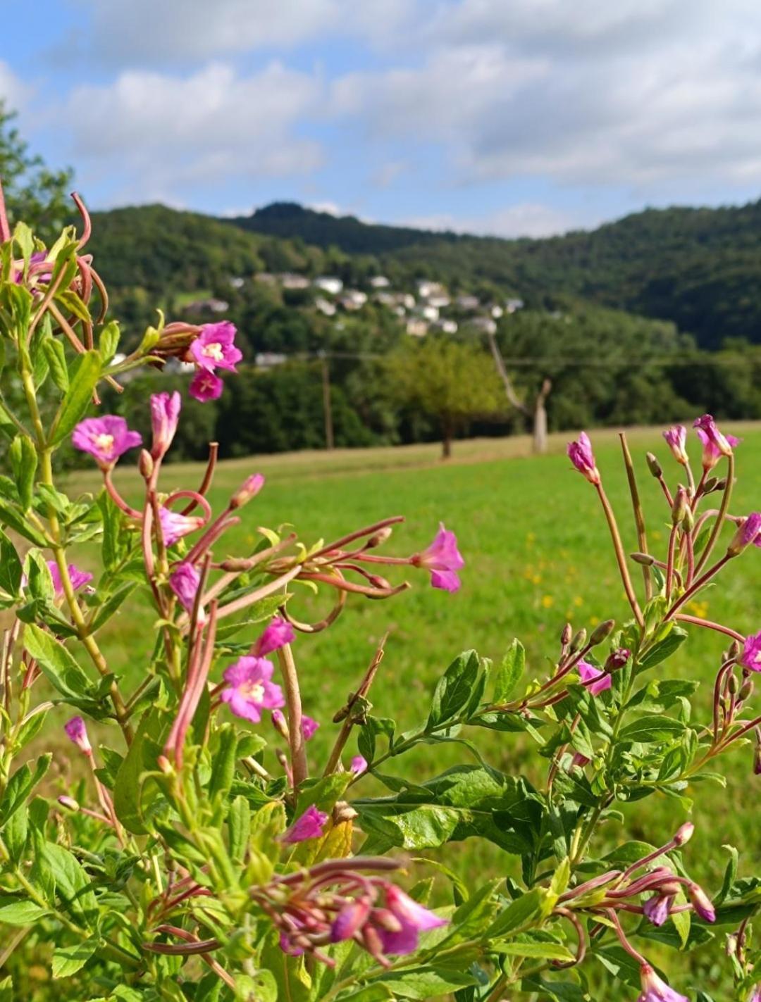 Ferienwohnung Zum Maerchenwald Bergfreiheit Εξωτερικό φωτογραφία